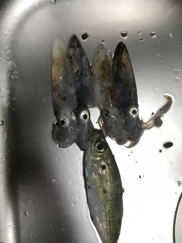 ヒイカの釣果