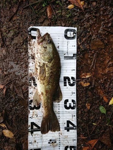 ブラックバスの釣果