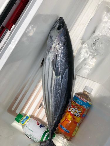 カツオの釣果