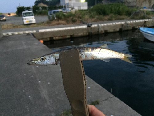 カマスの釣果