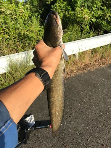 ナマズの釣果