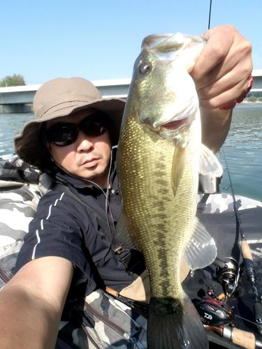 ブラックバスの釣果