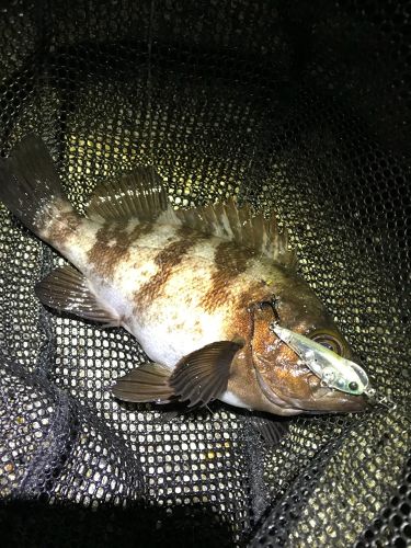 シロメバルの釣果