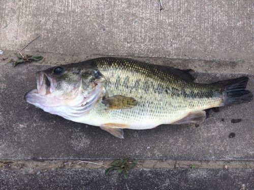 ブラックバスの釣果