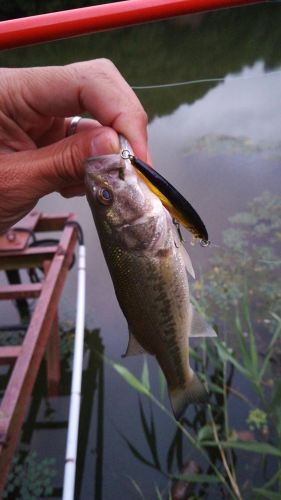 ブラックバスの釣果