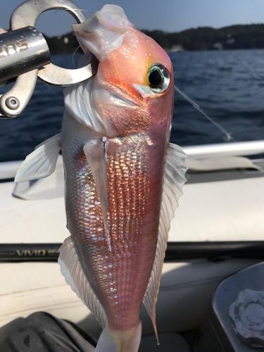 アマダイの釣果