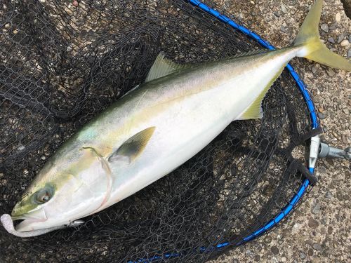 ワラサの釣果