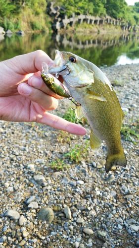 スモールマウスバスの釣果