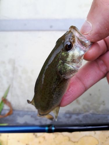 ラージマウスバスの釣果