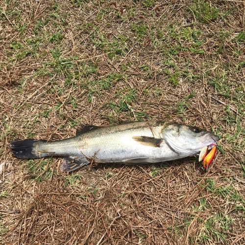 スズキの釣果