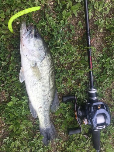 ブラックバスの釣果