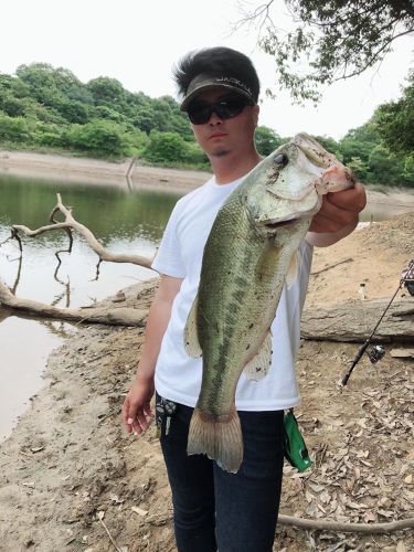 ブラックバスの釣果