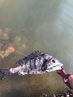 チヌの釣果