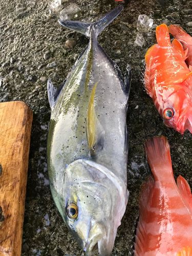 カスミアジの釣果