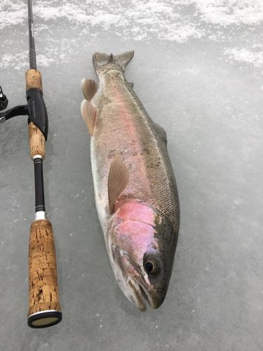 ニジマスの釣果