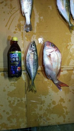 タイの釣果