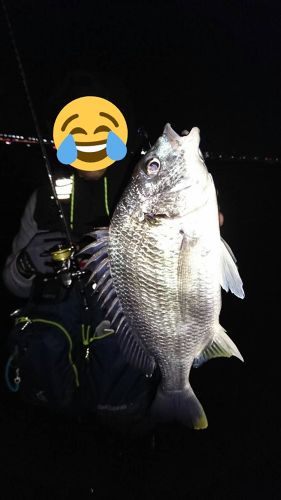 キビレの釣果