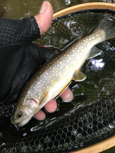 イワナの釣果