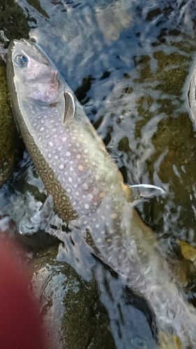 イワナの釣果