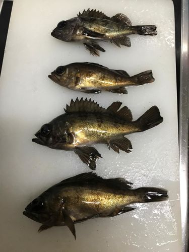 メバルの釣果