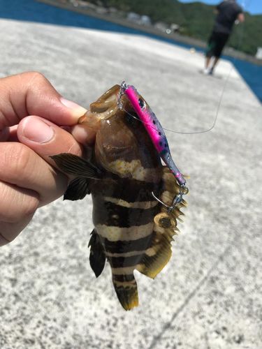 アオハタの釣果