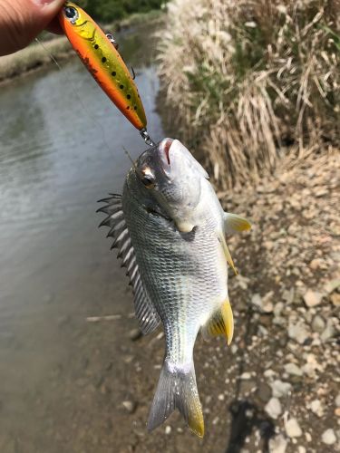 キチヌの釣果