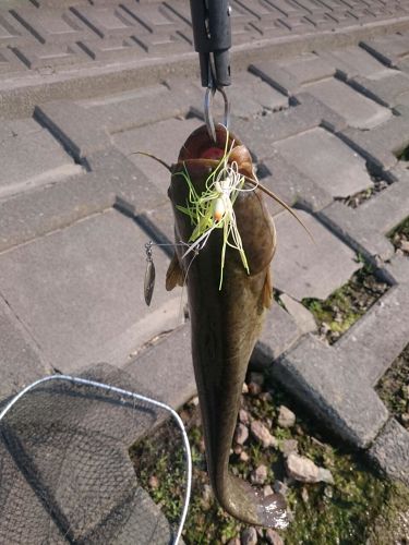 ナマズの釣果