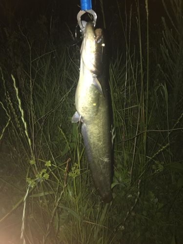 ニホンナマズの釣果