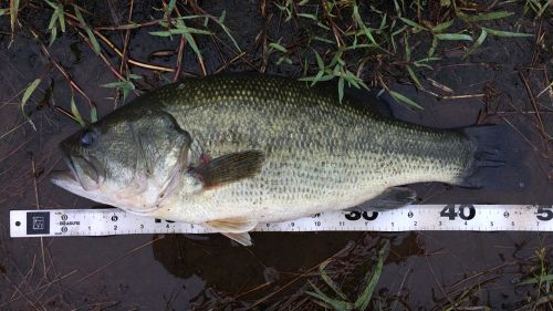 ブラックバスの釣果