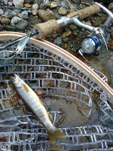 イワナの釣果