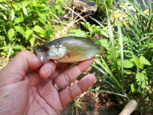 ラージマウスバスの釣果