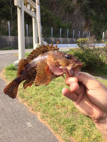 カサゴの釣果