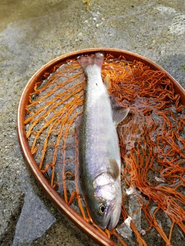 イワナの釣果