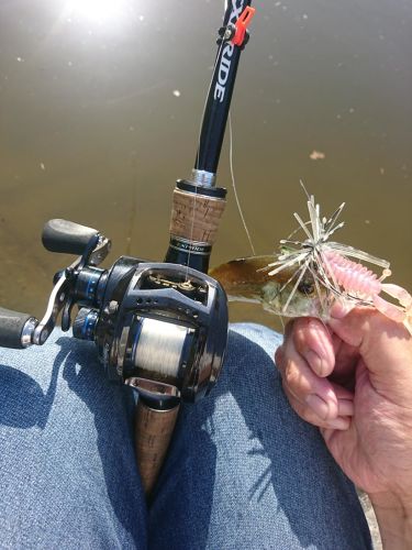 ブラックバスの釣果