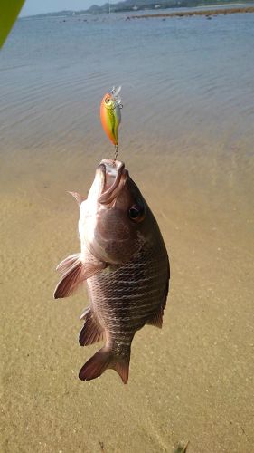 ゴマフエダイの釣果