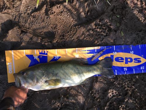 ブラックバスの釣果