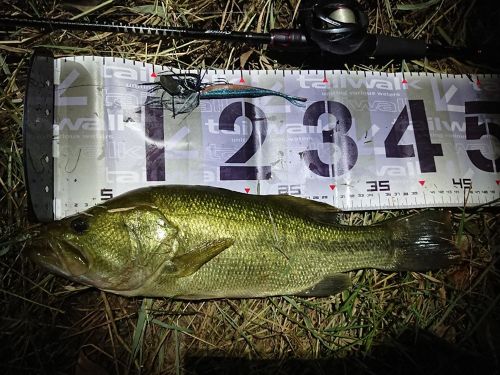 ブラックバスの釣果