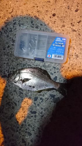 ウミタナゴの釣果