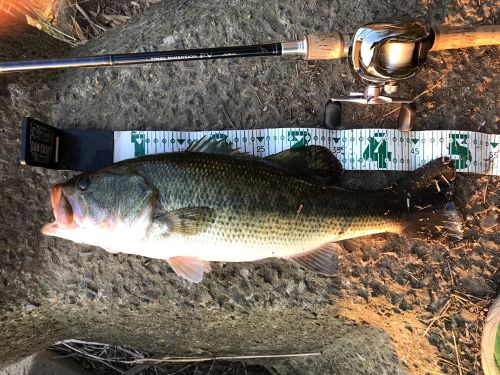 ブラックバスの釣果