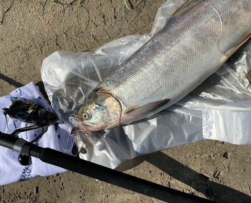 アキアジの釣果