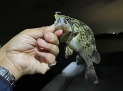 タケノコメバルの釣果