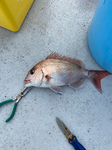 マダイの釣果