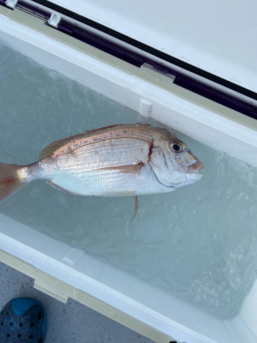 チダイの釣果