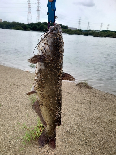 アメリカナマズの釣果