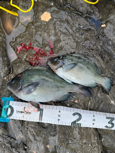 クチブトグレの釣果