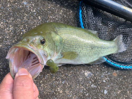 ラージマウスバスの釣果