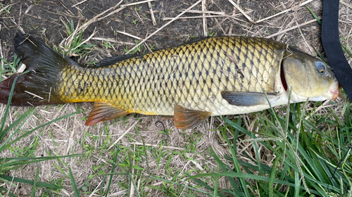 コイの釣果