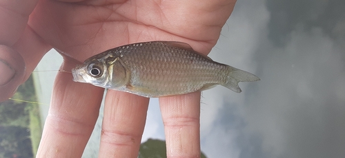 フナの釣果