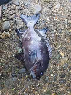 イシダイの釣果