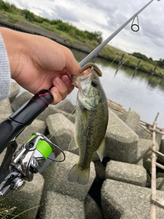 ラージマウスバスの釣果